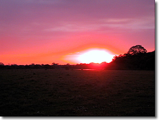 Brazil - Pantanal